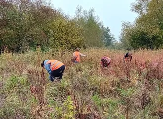Harvest mouse survey on campus