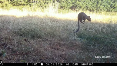 grey squirrel NHMP