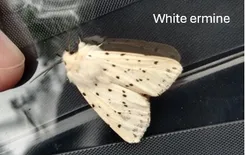 White ermine moth