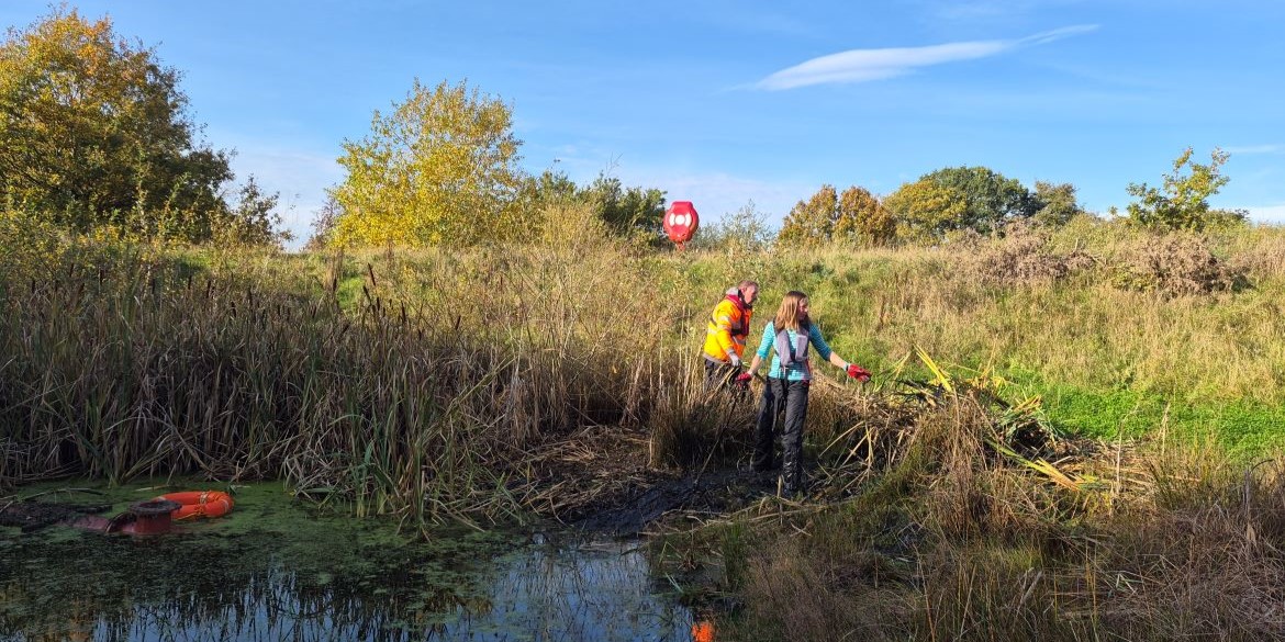Bulrush clearance 