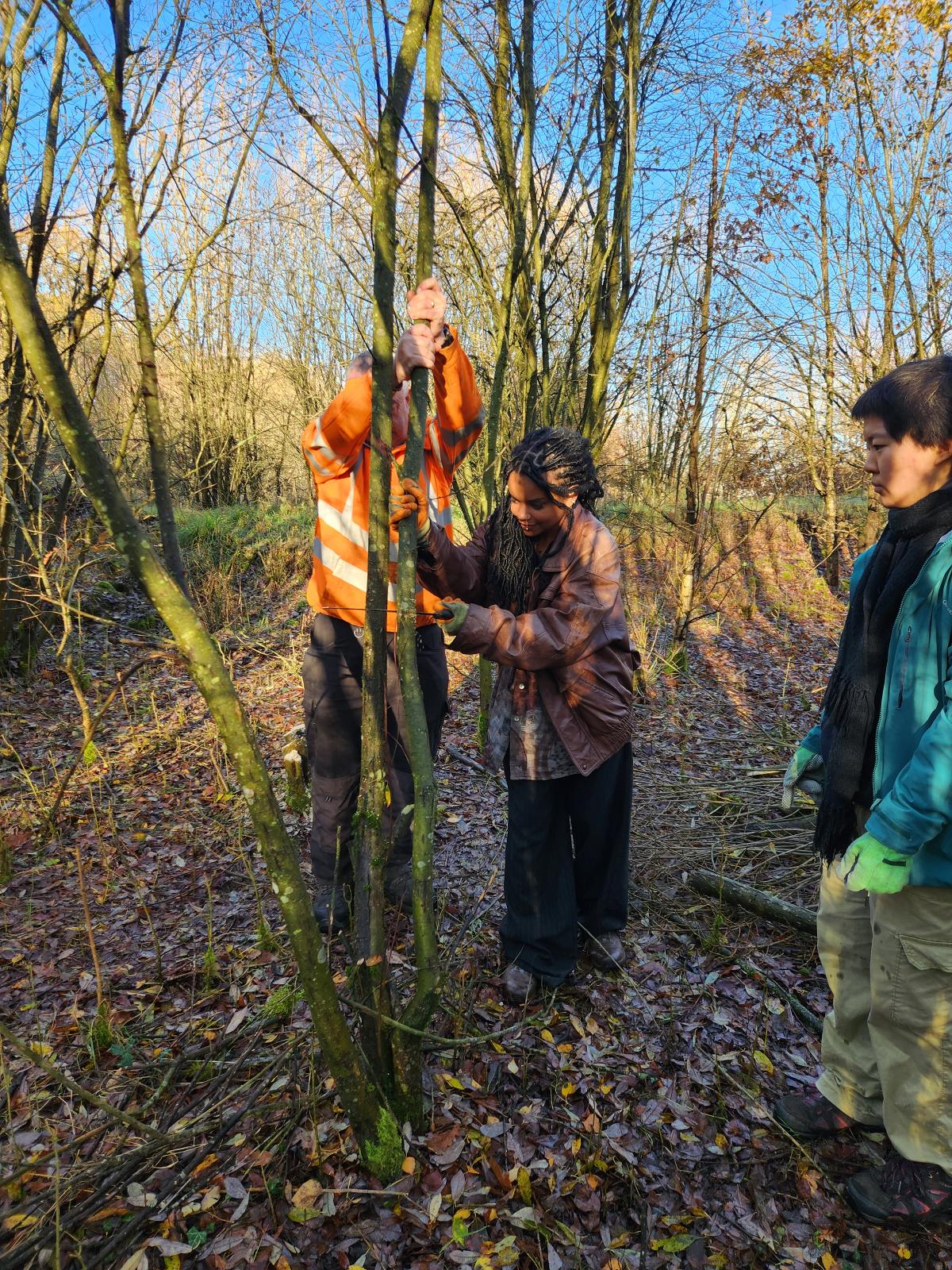 Coppicing