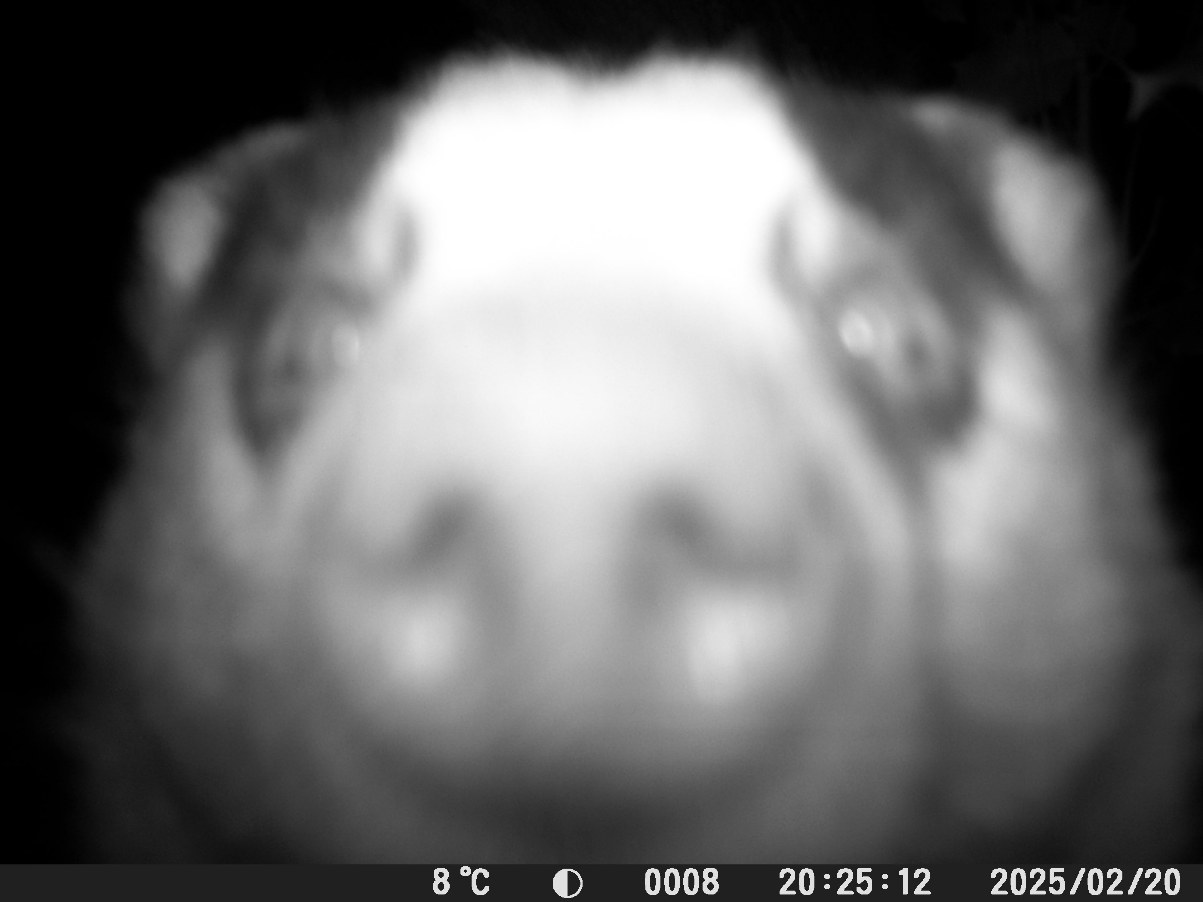 Badger
