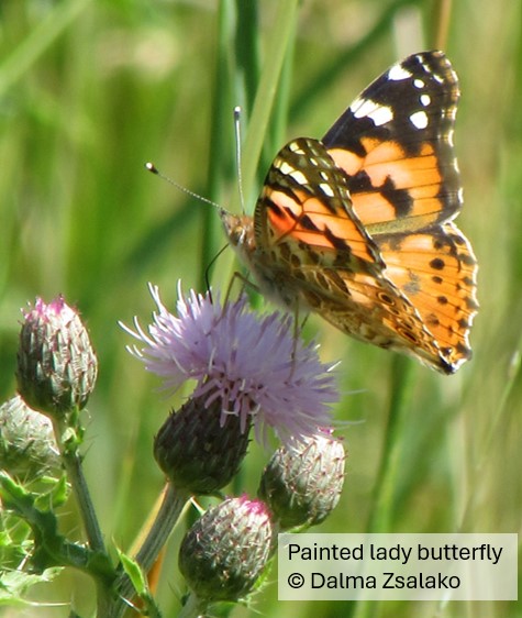 Painted lady 