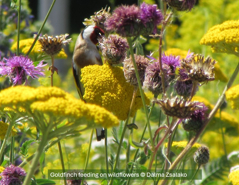 Goldfinch feeding on wildflower seeds
