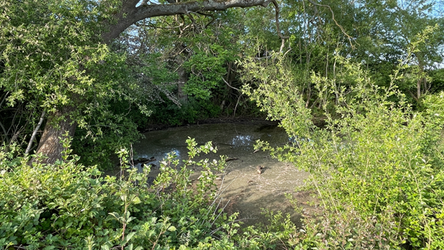 A recent Living Lab project involved assessing the status of Warwick’s ponds, many of which are overgrown like this.