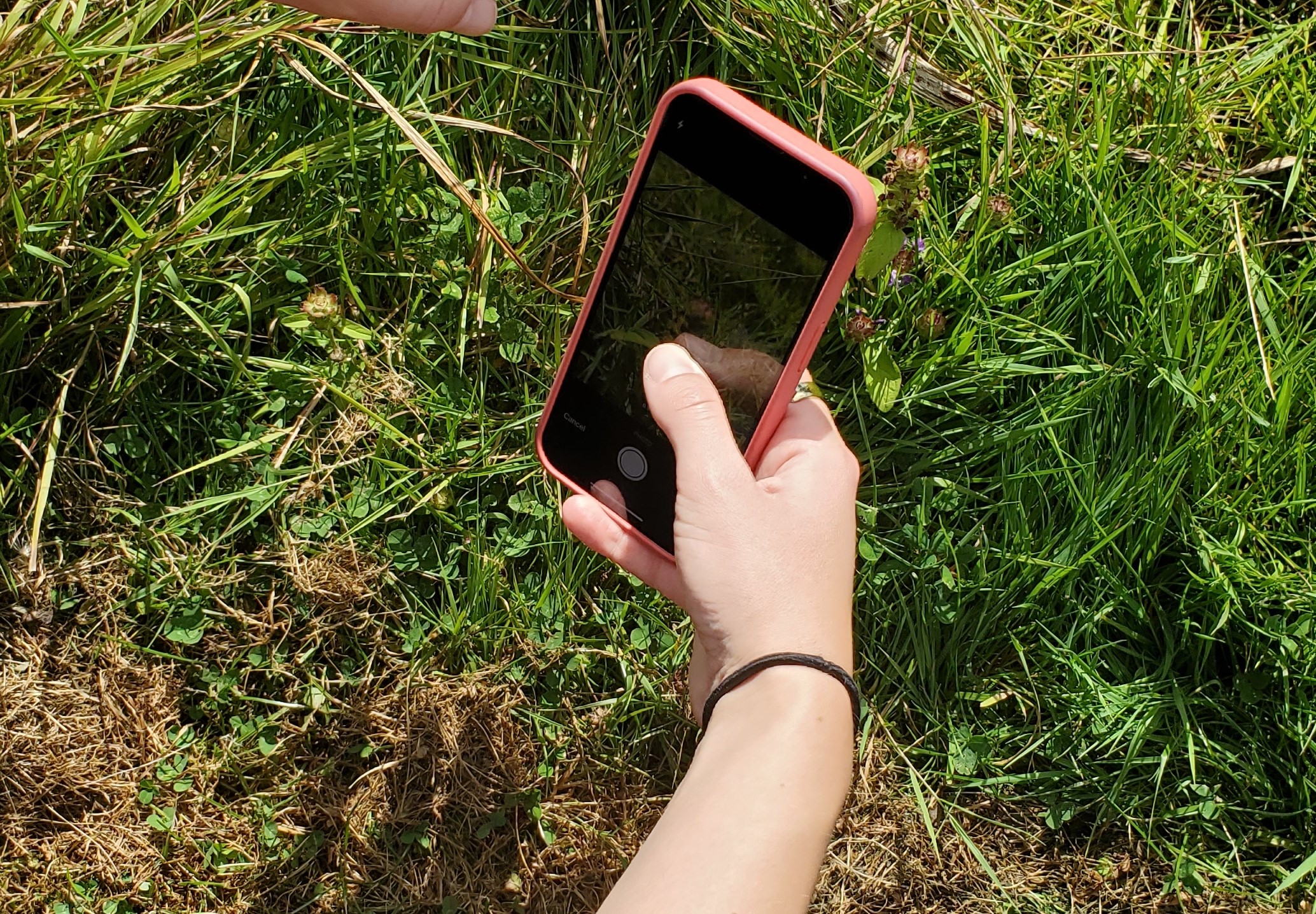Bioblitz using iNaturalist