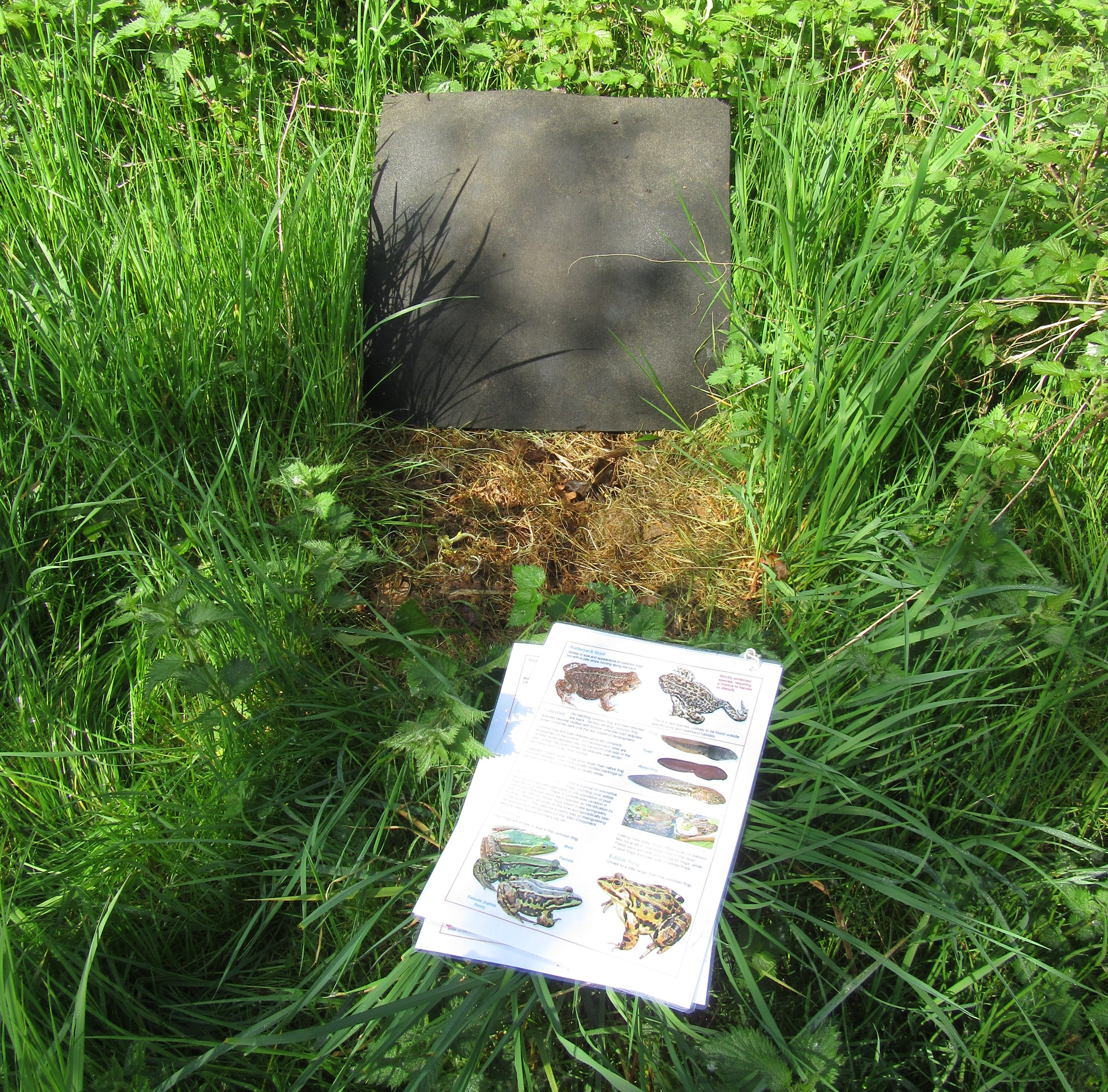 Amphibian & reptile survey