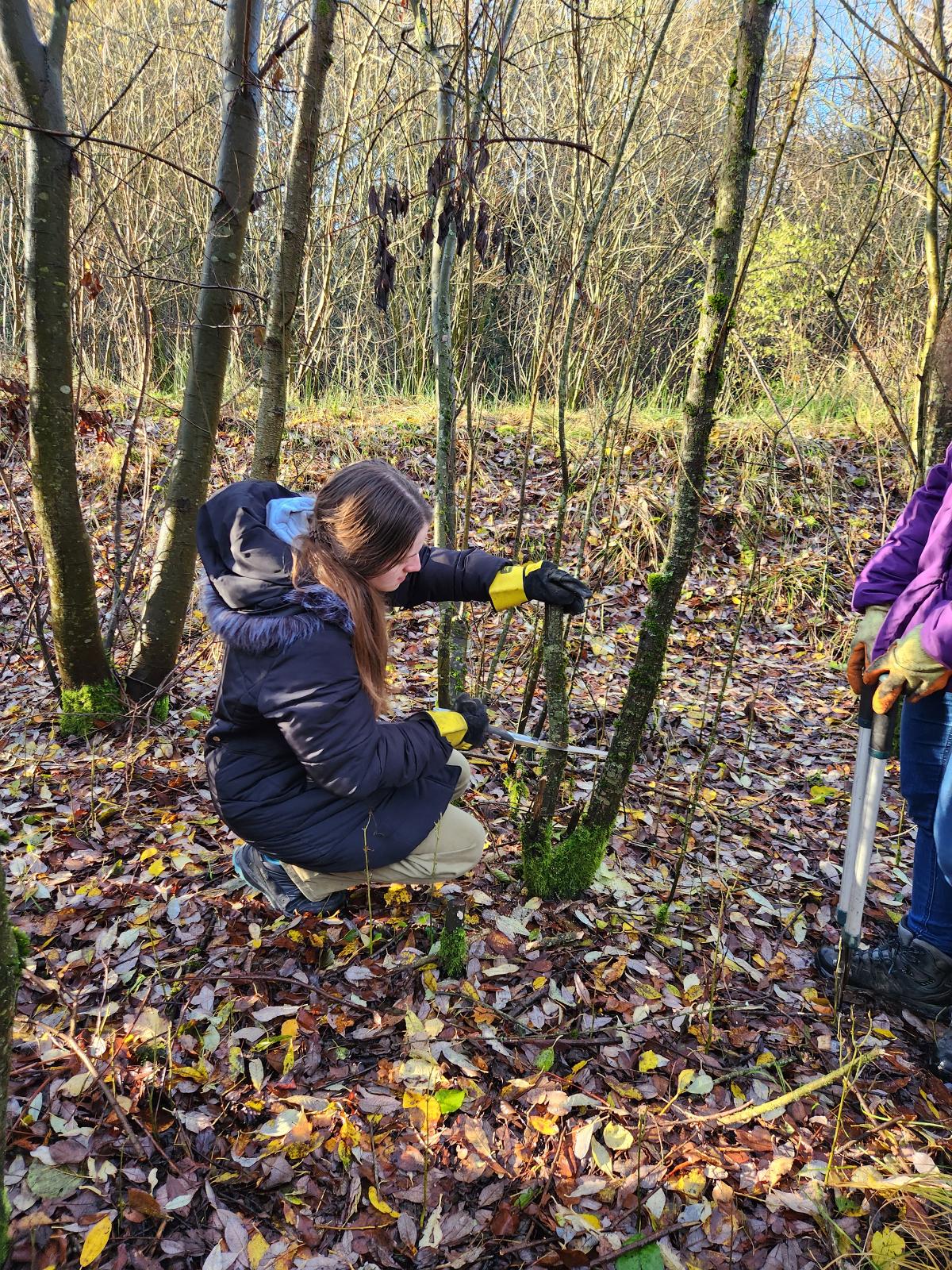 coppicing 4