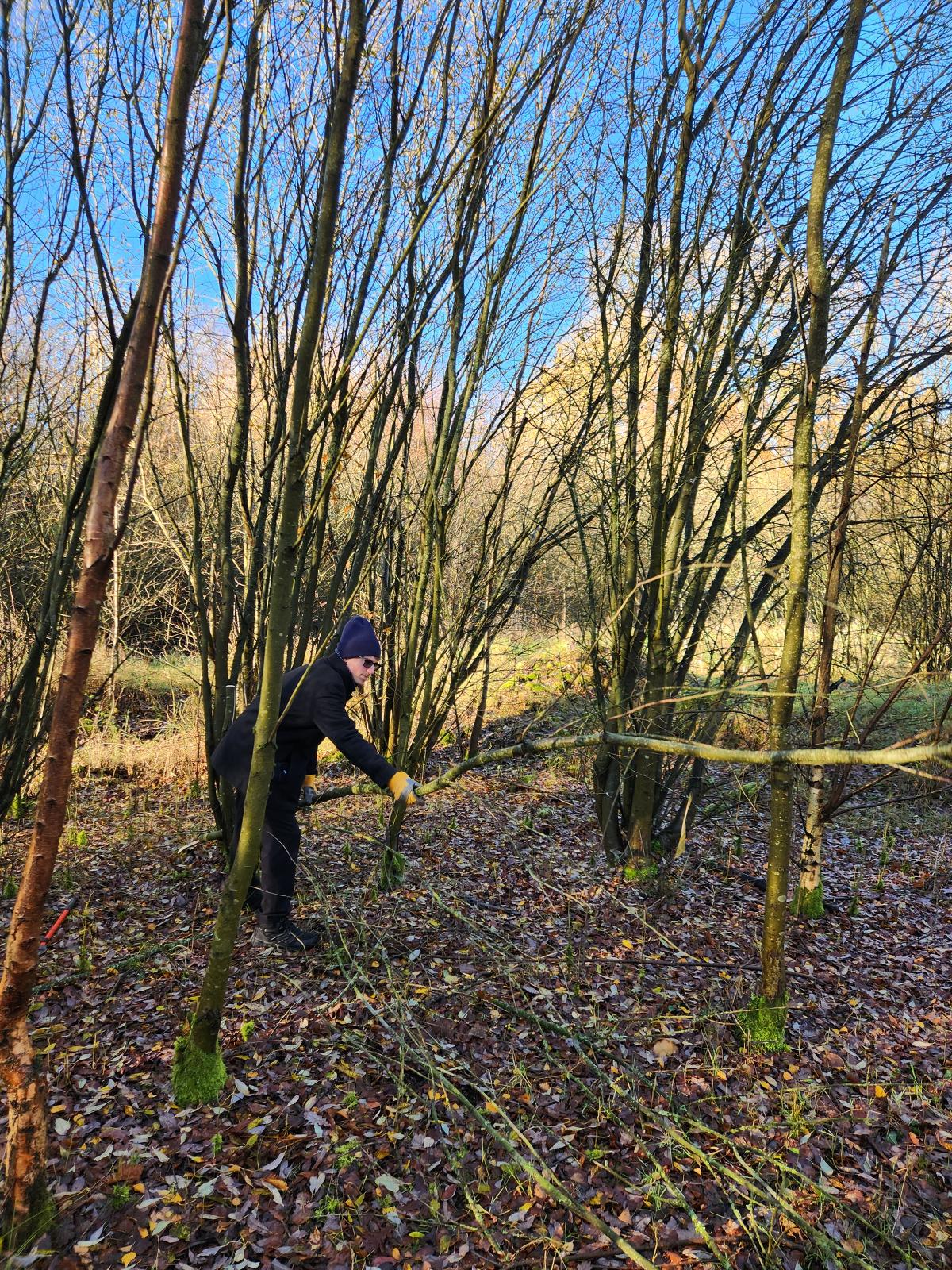coppicing 5