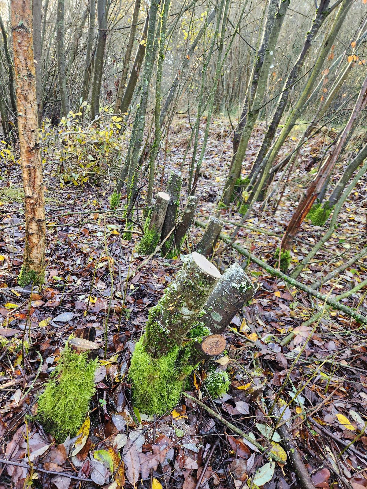 Coppicing3