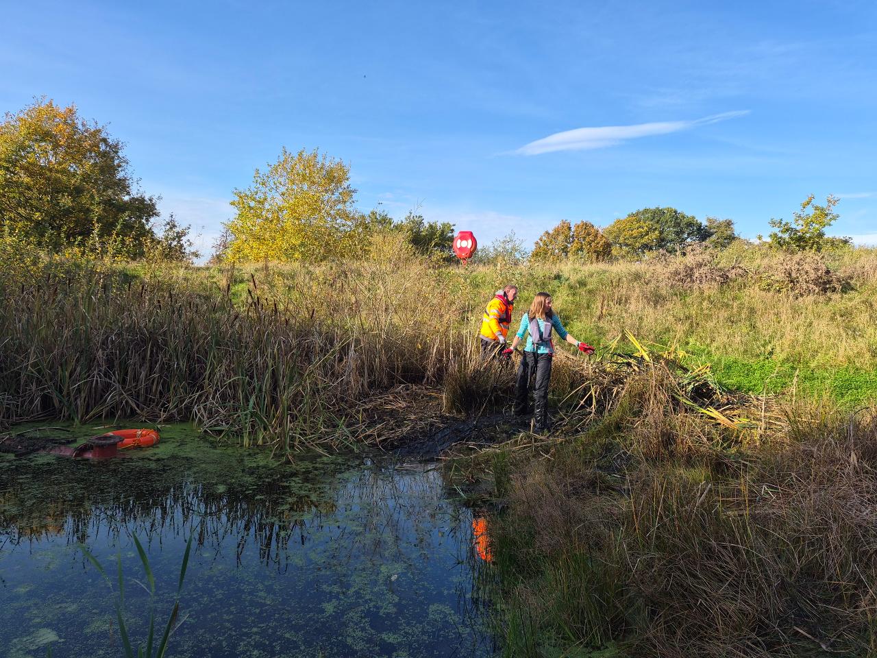 A picture of staff removing bulrush