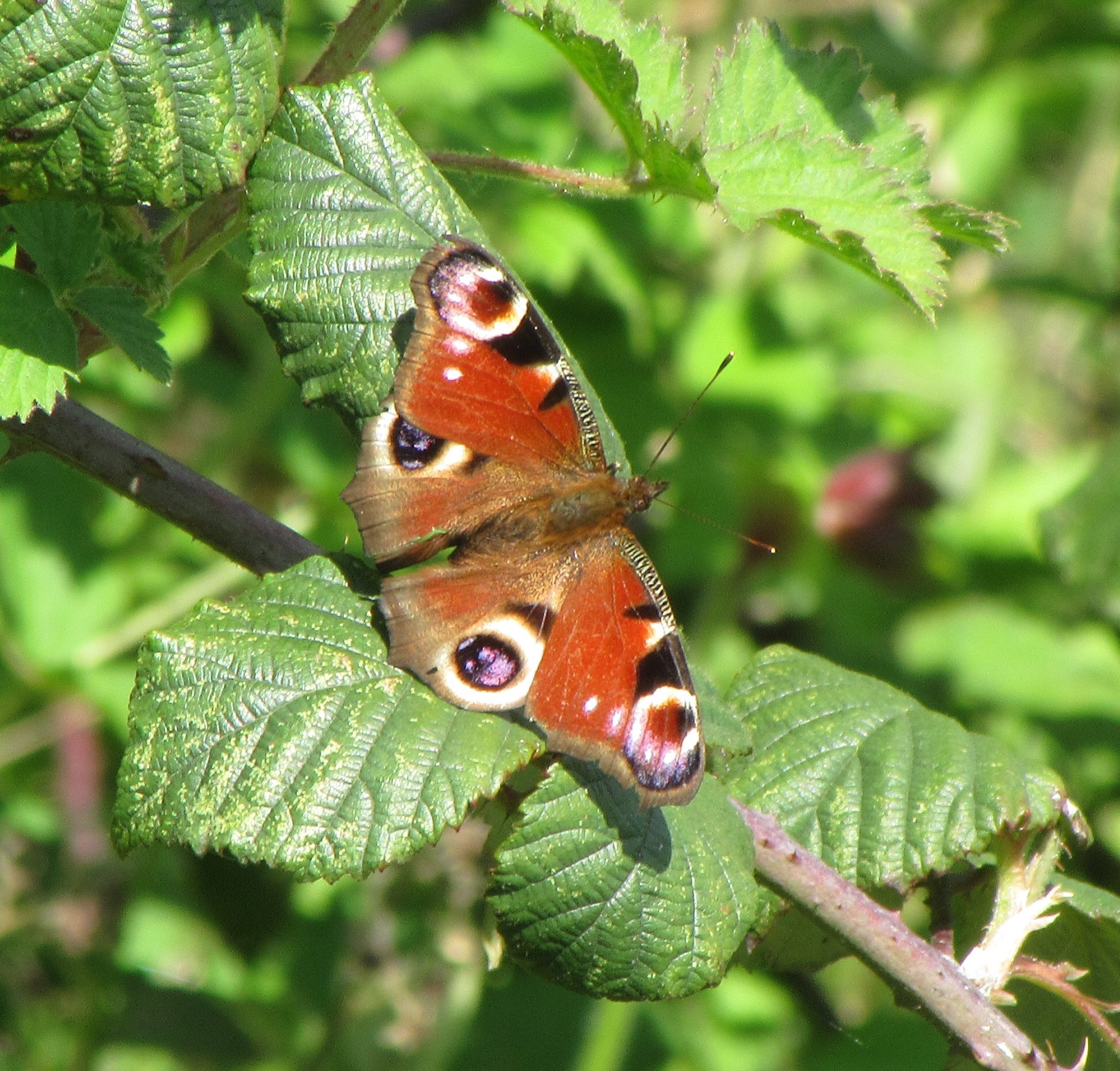 Peacock butterfly_Dalma Zsalako