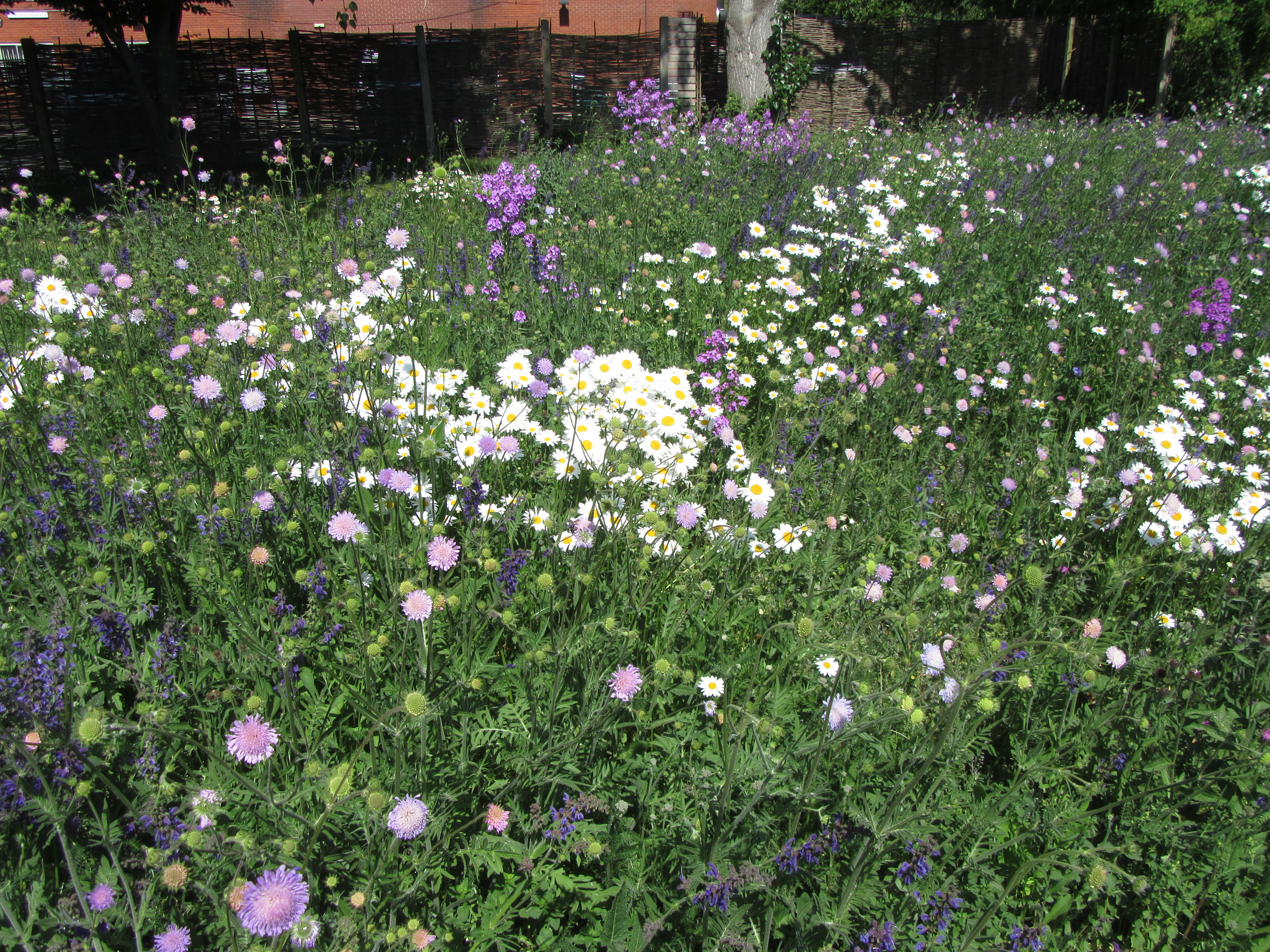 wildflowers