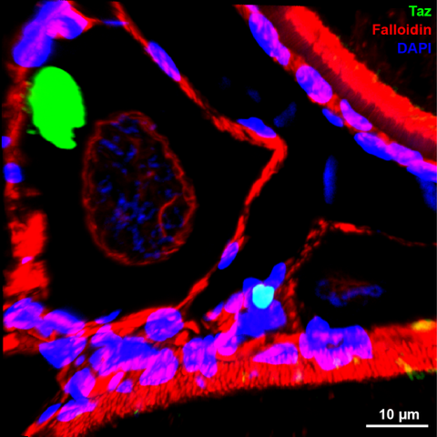 An image of an early zebrafish oocyte by Sara Toral-Pérez