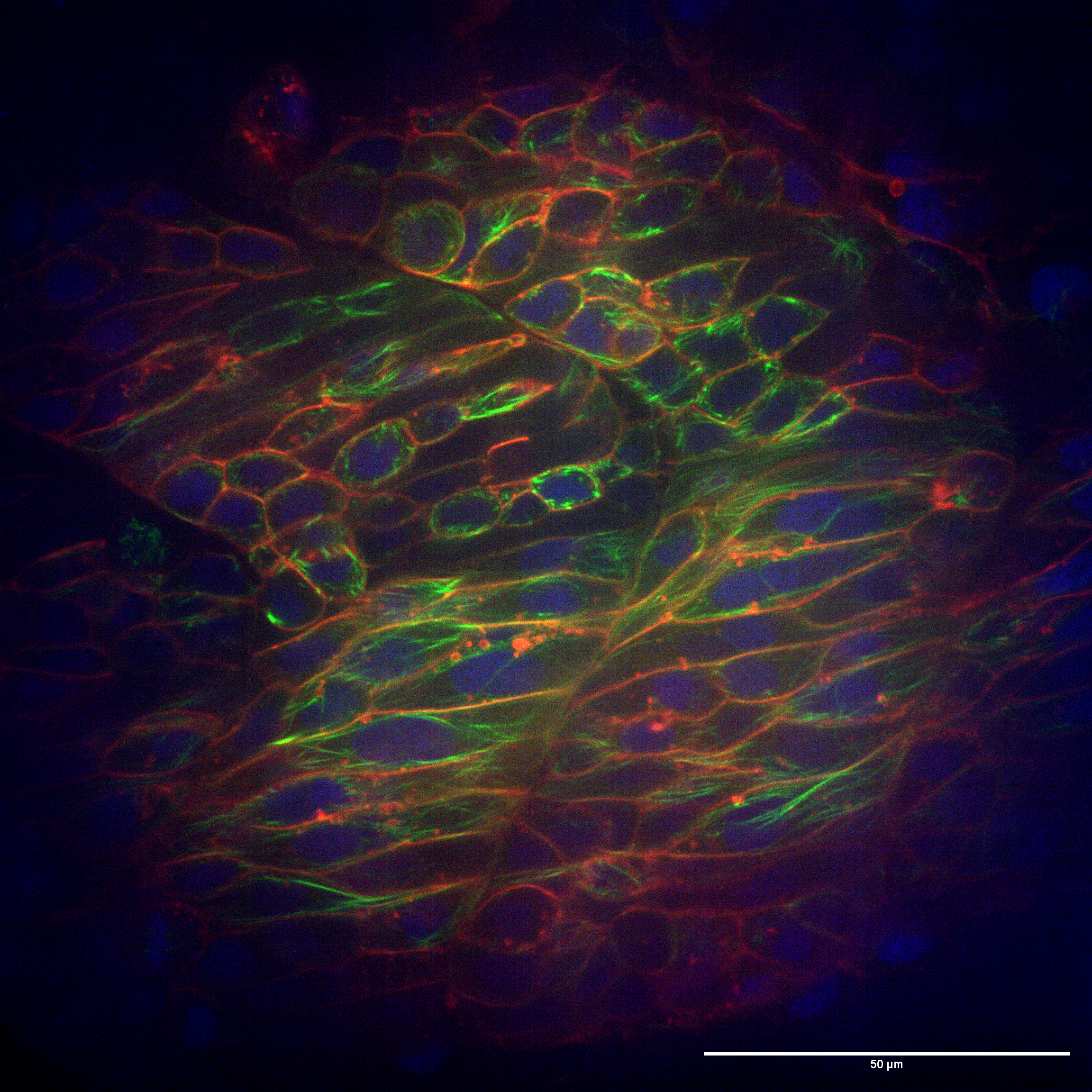 An image of a Zebrafish Embryo by Serena Thomas