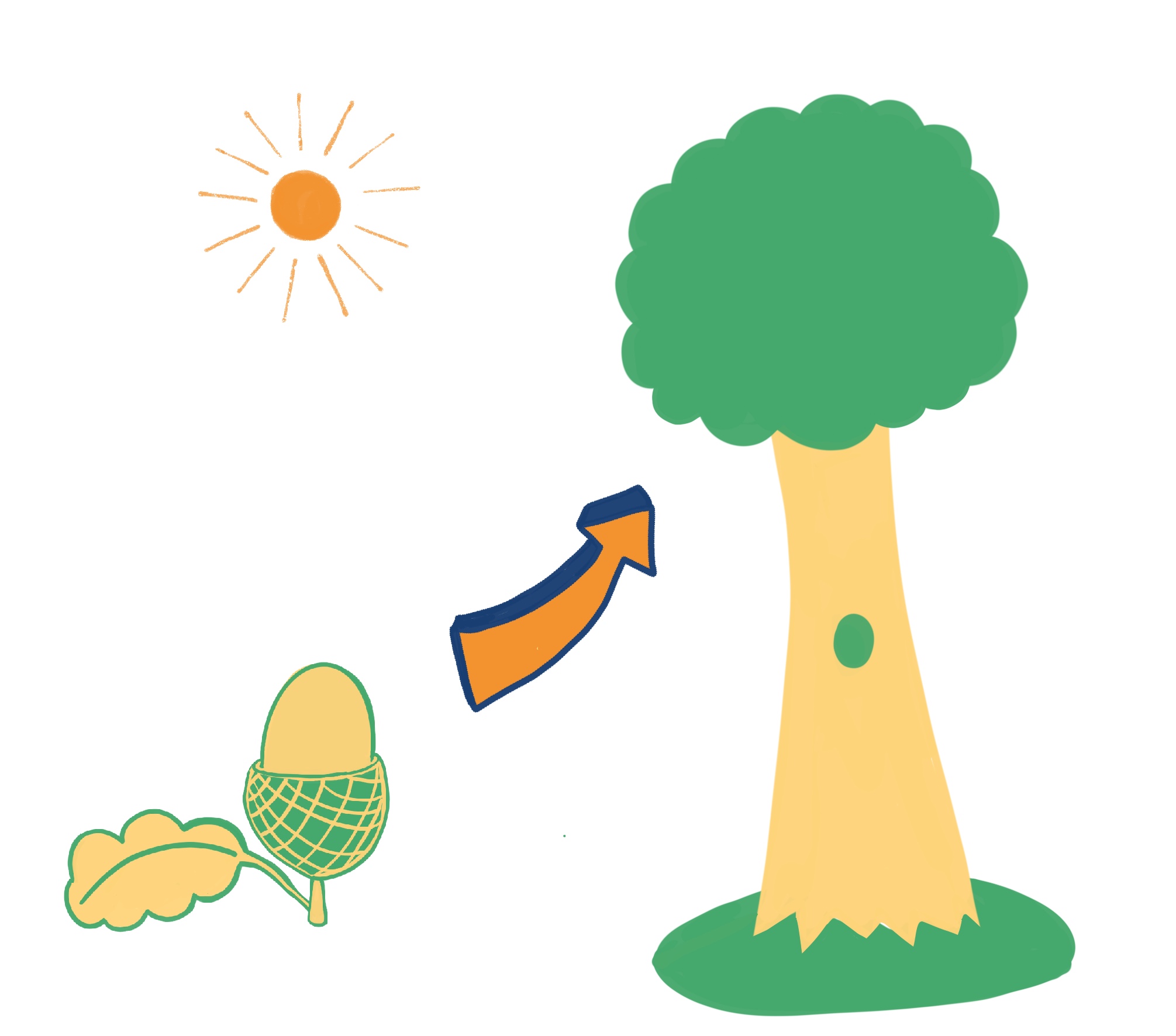 An acorn on the left and a tree on the right. An arrow points from the acorn to the tree. 