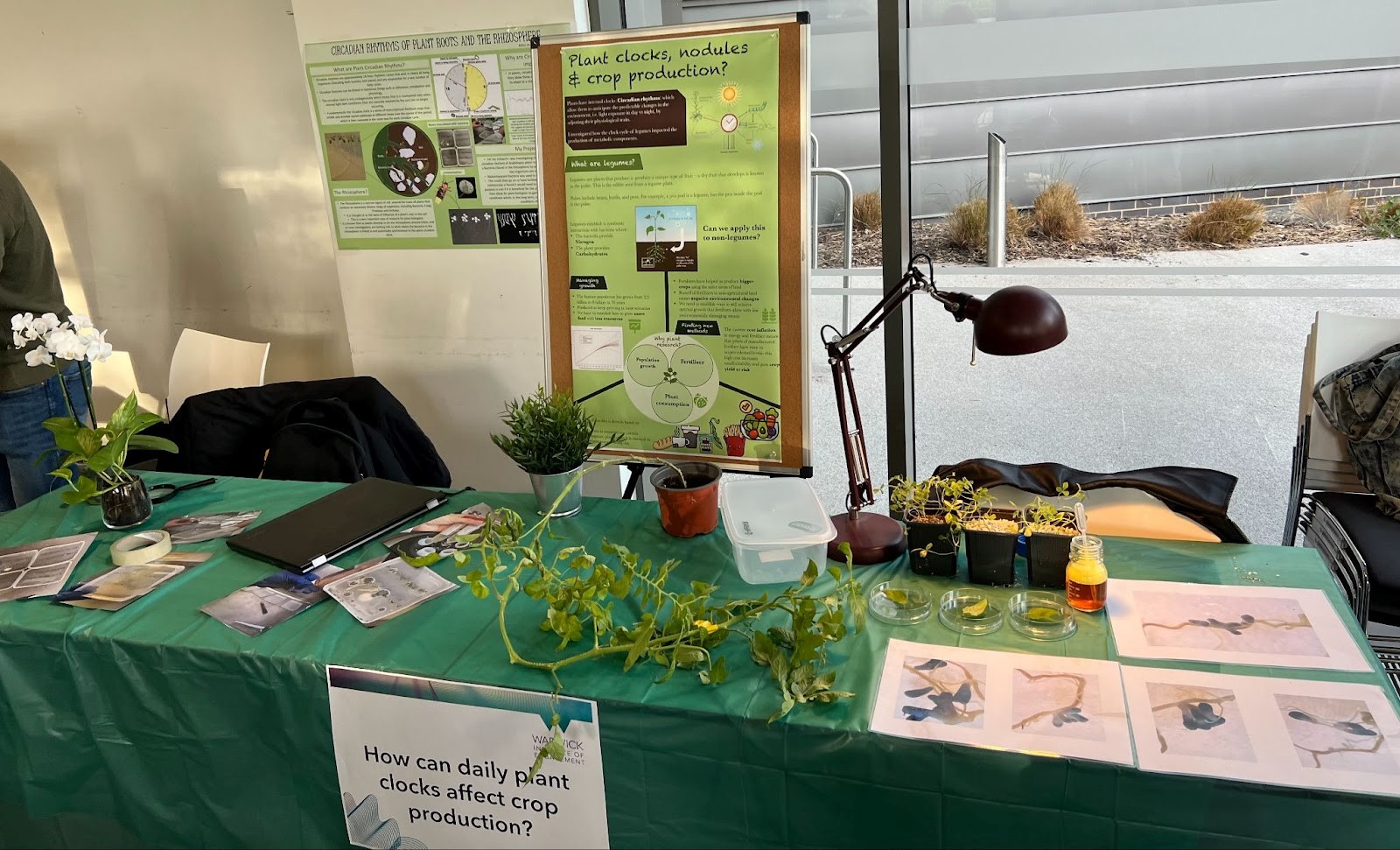 A long table covered in green tablecloth. There are two green posters behind it. On the table are a lamp, plants, photos and a magnifying glass. 