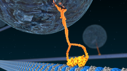 Kinesin and microtubule animation still